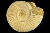 1 1/2" Perisphinctes Ammonite Fossils - Madagascar - Photo 2